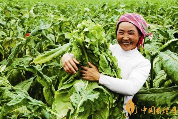 煙葉稅是什么，煙葉稅如何計(jì)算