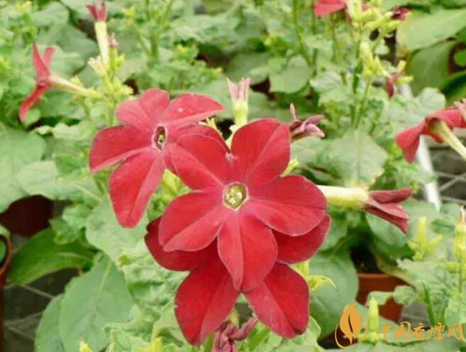 煙草花花語是什么，煙草花什么時候開花