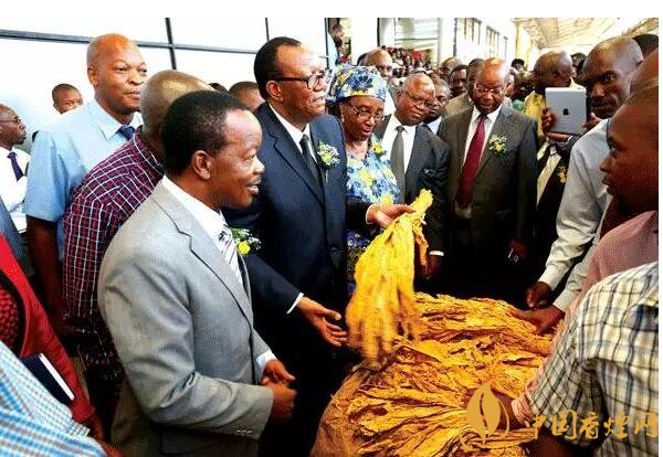 津巴布韋煙葉為什么好，黃金煙葉成為國寶