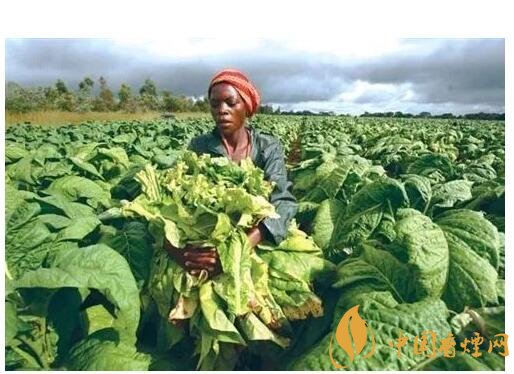 津巴布韋煙葉為什么好，黃金煙葉成為國寶