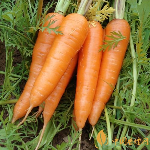 預(yù)防抽煙得肺癌，這些食物降低抽煙傷害