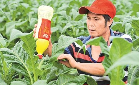 煙草是一種什么植物 如何提高煙草質(zhì)量