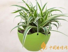 吸煙味最好的植物 室內(nèi)放什么植物可以吸收煙味